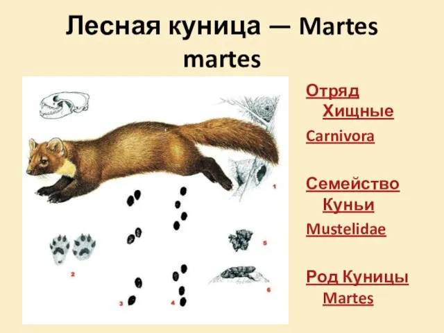 Лесная куница — Martes martes Отряд Хищные Carnivora Семейство Куньи Mustelidae Род Куницы Martes