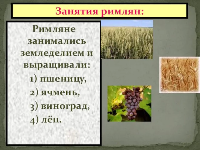 Занятия римлян: Римляне занимались земледелием и выращивали: 1) пшеницу, 2) ячмень, 3) виноград, 4) лён.