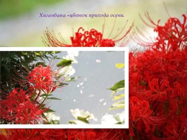 Хиганбана –цветок прихода осени.