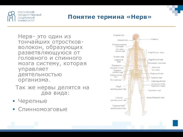 Понятие термина «Нерв» Нерв- это один из тончайших отростков-волокон, образующих разветвляющуюся от