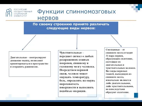 Функции спинномозговых нервов