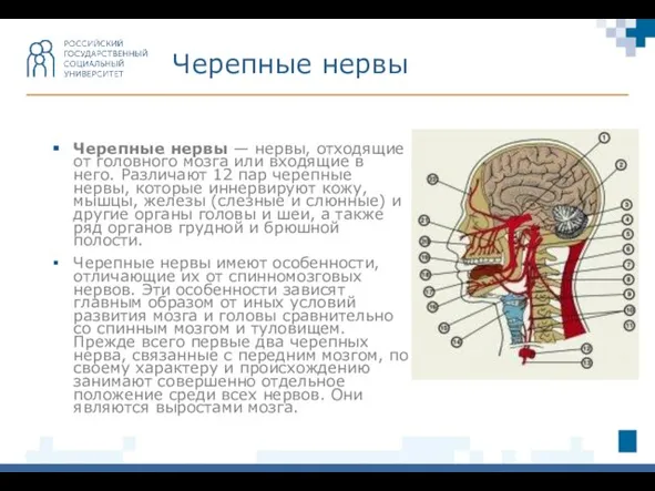 Черепные нервы — нервы, отходящие от головного мозга или входящие в него.