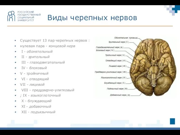 Существует 13 пар черепных нервов : нулевая пара - концевой нерв I