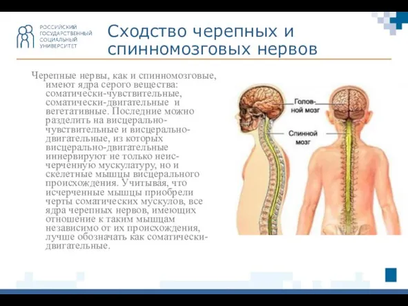 Черепные нервы, как и спинномозговые, имеют ядра серого вещества: соматически-чувствительные, соматически-двигательные и