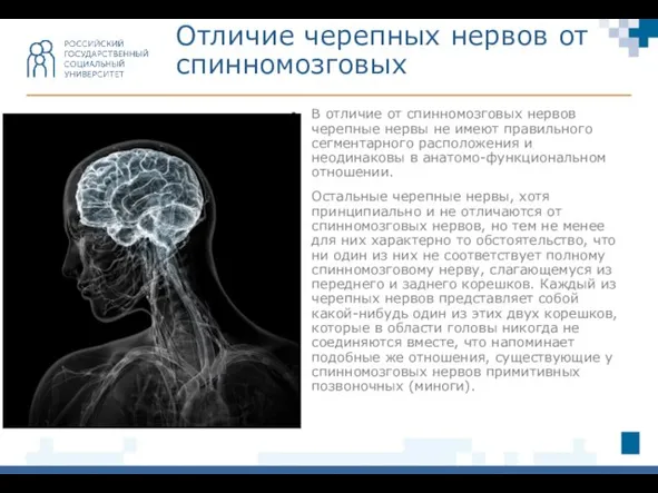 В отличие от спинномозговых нервов черепные нервы не имеют правильного сегментарного расположения