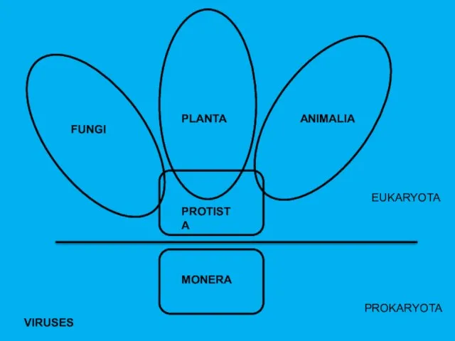 MONERA PROTISTA FUNGI PLANTA ANIMALIA PROKARYOTA EUKARYOTA VIRUSES