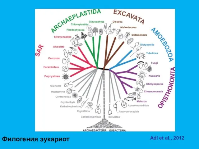 Филогения эукариот Adl et al., 2012