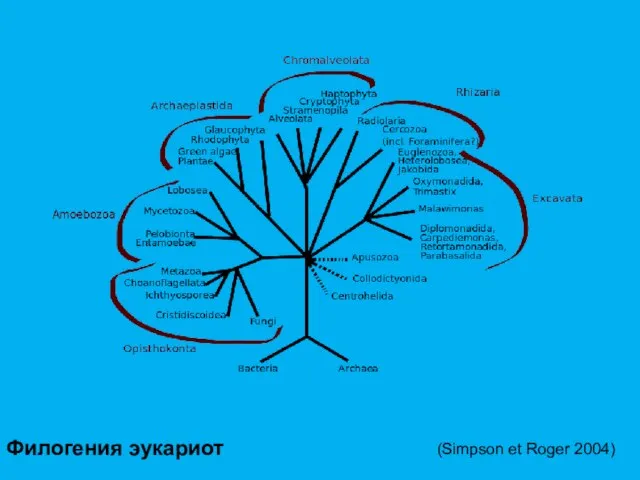 Филогения эукариот (Simpson et Roger 2004)