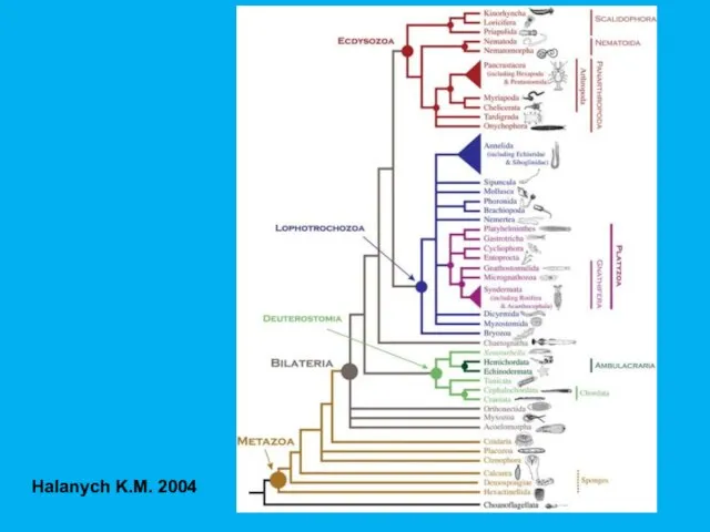 Halanych K.M. 2004
