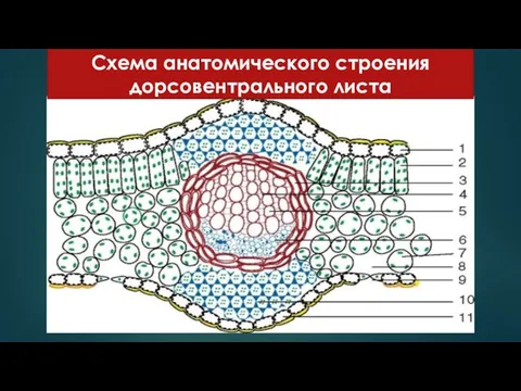 Схема анатомического строения дорсовентрального листа