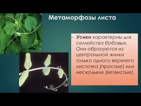 Метаморфозы листа Усики характерны для семейства бобовых. Они образуются из центральной жилки