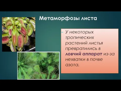 Метаморфозы листа У некоторых тропических растений листья превратились в ловчий аппарат из-за нехватки в почве азота.