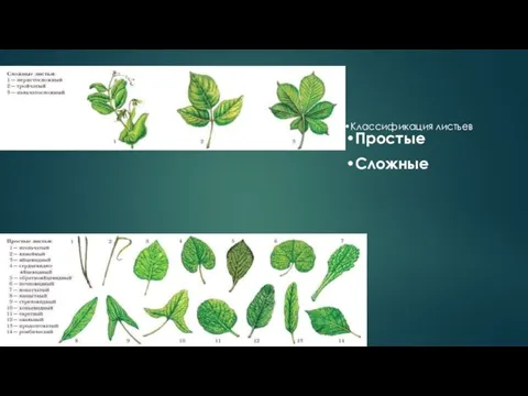 Классификация листьев Простые Сложные