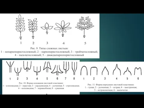Типы сложных листьев