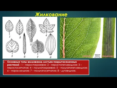 Жилкование Основные типы жилкования листьев покрытосеменных растений : 1 – перистокраевое; 2