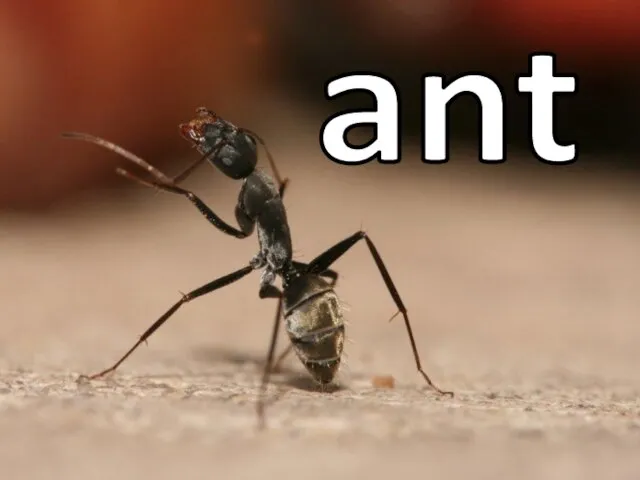 ant