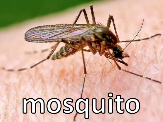 mosquito