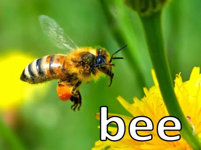 bee