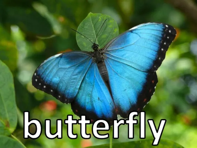 butterfly