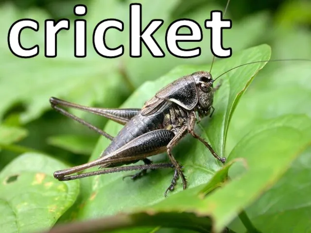 cricket