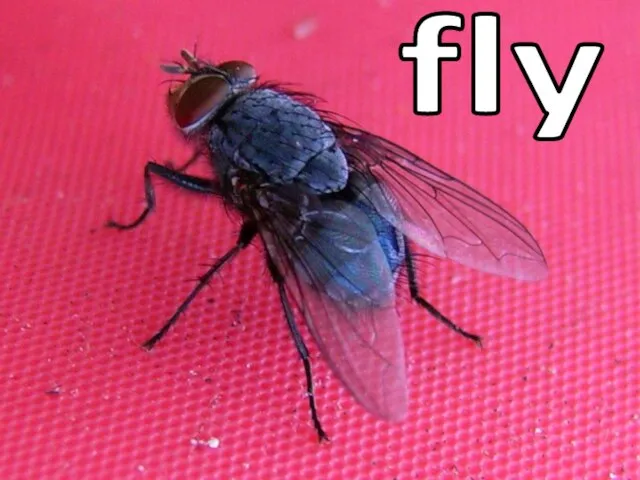 fly