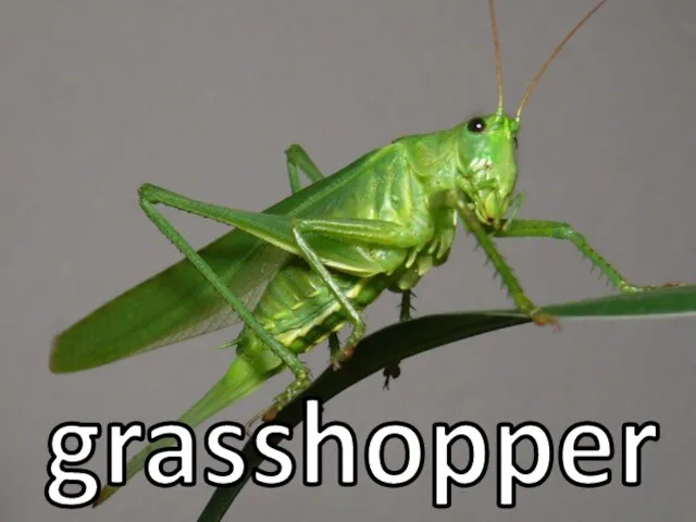 grasshopper