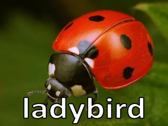 ladybird