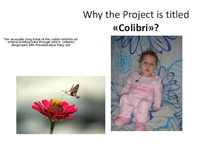 Why the Project is titled «Colibri»? The unusually long beak of the