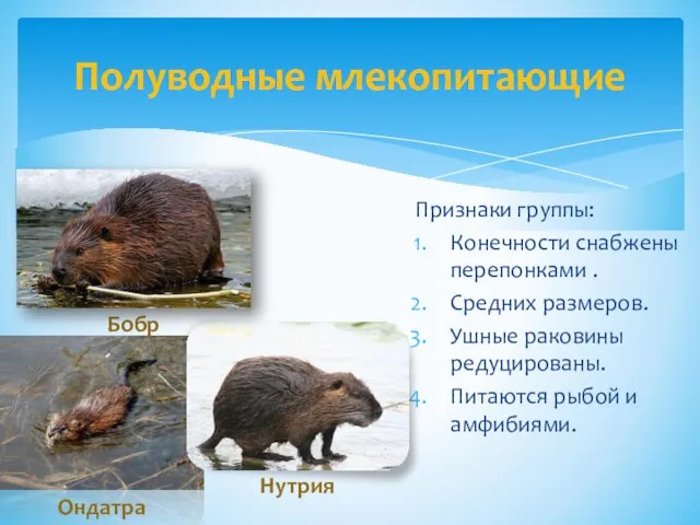 Полуводные млекопитающие Признаки группы: Конечности снабжены перепонками . Средних размеров. Ушные раковины