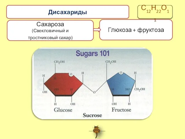 Сахароза (Свекловичный и тростниковый сахар) Глюкоза + фруктоза Дисахариды С12Н22О11