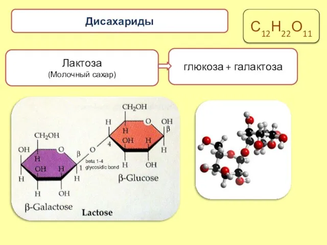 Лактоза (Молочный сахар) глюкоза + галактоза Дисахариды С12Н22О11