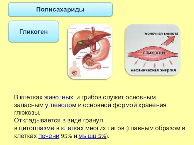 Гликоген Полисахариды В клетках животных и грибов служит основным запасным углеводом и