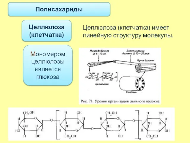 Полисахариды Целлюлоза (клетчатка) имеет линейную структуру молекулы. Мономером целлюлозы является глюкоза Целлюлоза (клетчатка)