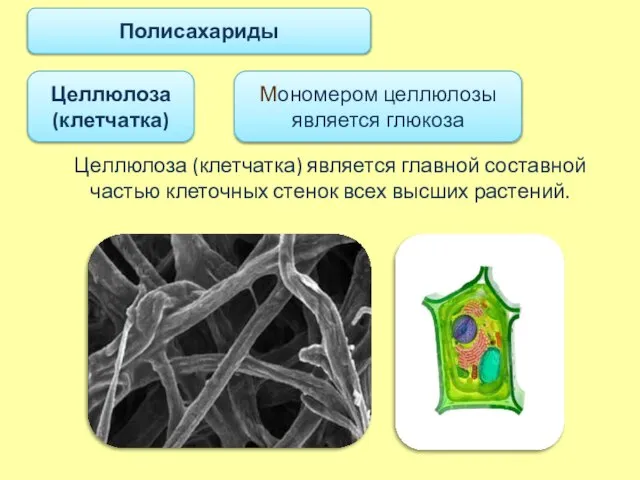 Полисахариды Целлюлоза (клетчатка) является главной составной частью клеточных стенок всех высших растений.