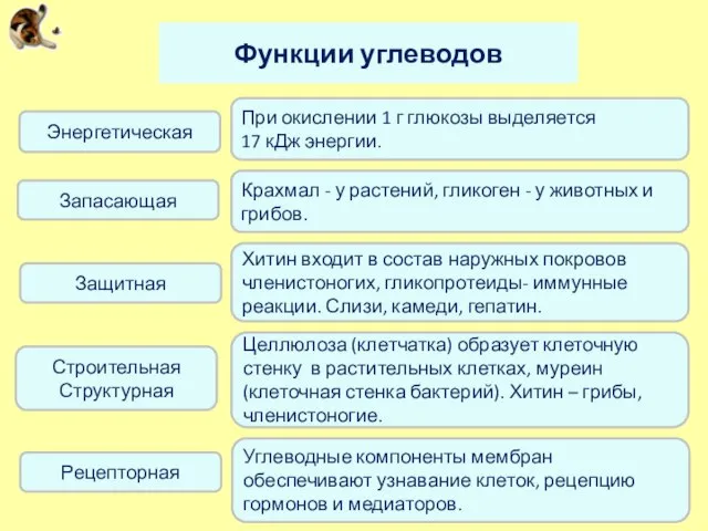 Функции углеводов Энергетическая Крахмал - у растений, гликоген - у животных и