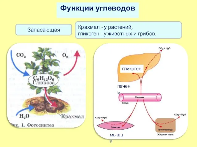 Функции углеводов Крахмал - у растений, гликоген - у животных и грибов.