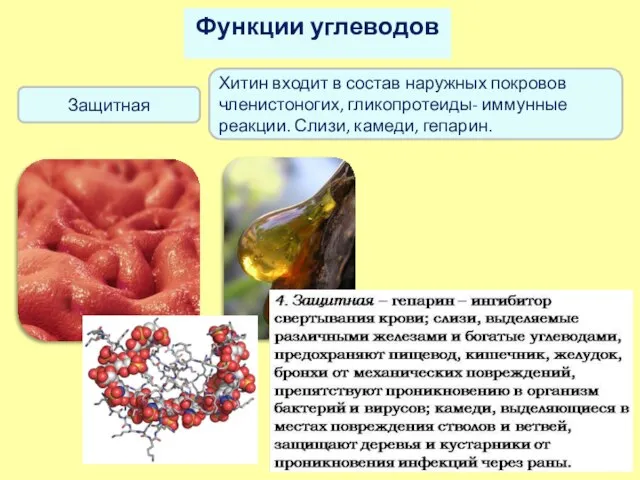 Функции углеводов Защитная Хитин входит в состав наружных покровов членистоногих, гликопротеиды- иммунные