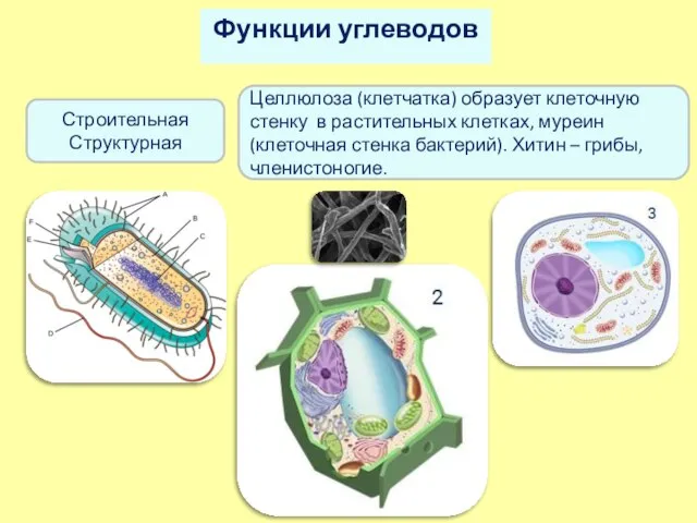 Функции углеводов Строительная Структурная Целлюлоза (клетчатка) образует клеточную стенку в растительных клетках,