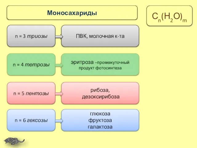 n = 3 триозы ПВК, молочная к-та n = 4 тетрозы эритроза