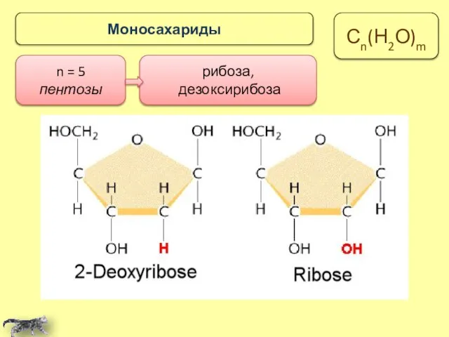 n = 5 пентозы рибоза, дезоксирибоза Моносахариды Сn(Н2О)m