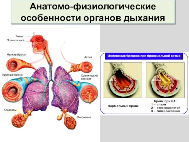 Анатомо-физиологические особенности органов дыхания