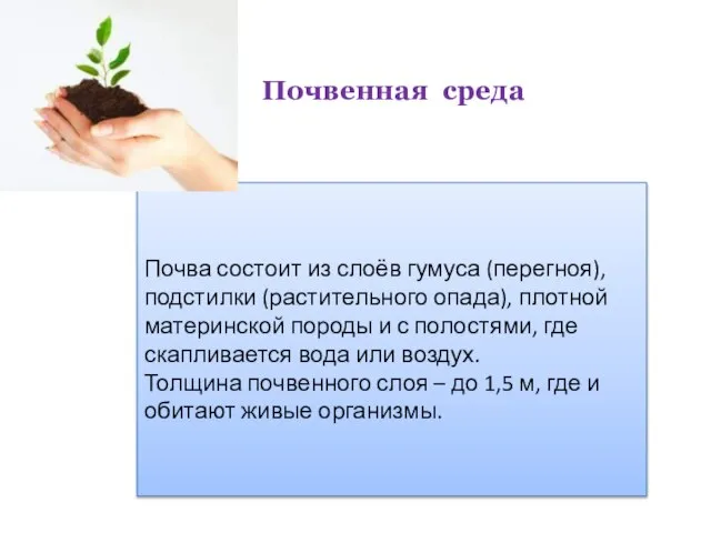 Почвенная среда Почва состоит из слоёв гумуса (перегноя), подстилки (растительного опада), плотной