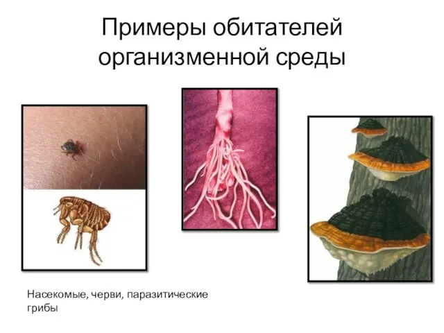 Примеры обитателей организменной среды Насекомые, черви, паразитические грибы