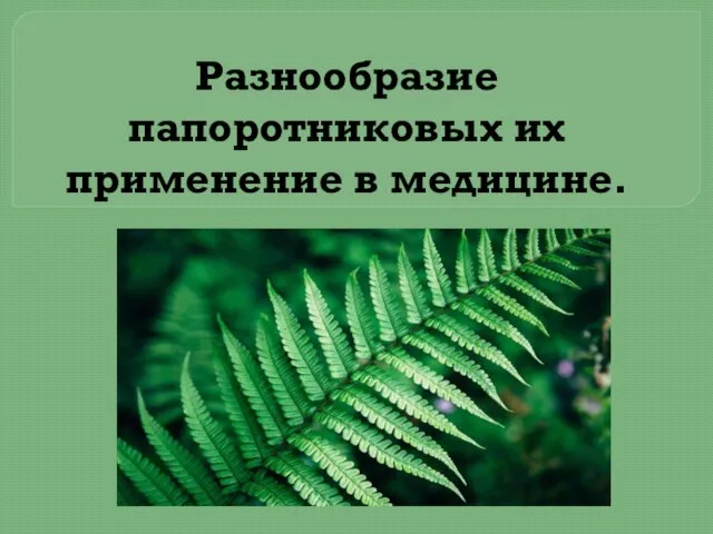 Разнообразие папоротниковых их применение в медицине