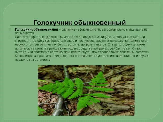 Голокучник обыкновенный Голокучник обыкновенный – растение нефармакопейное и официально в медицине не