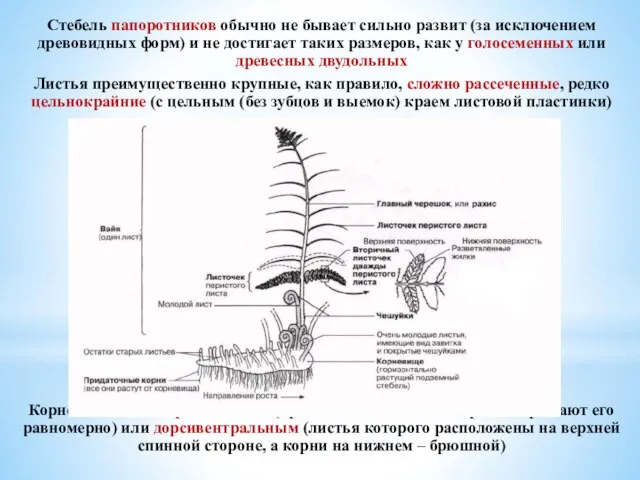 Стебель папоротников обычно не бывает сильно развит (за исключением древовидных форм) и