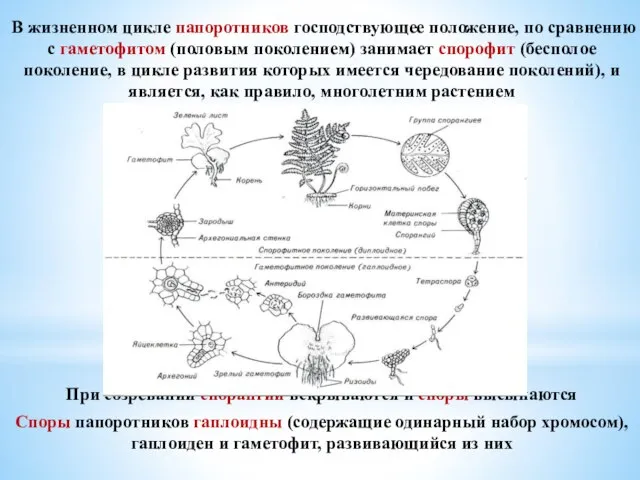 В жизненном цикле папоротников господствующее положение, по сравнению с гаметофитом (половым поколением)