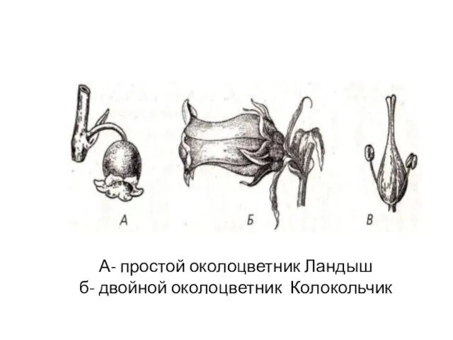 А- простой околоцветник Ландыш б- двойной околоцветник Колокольчик