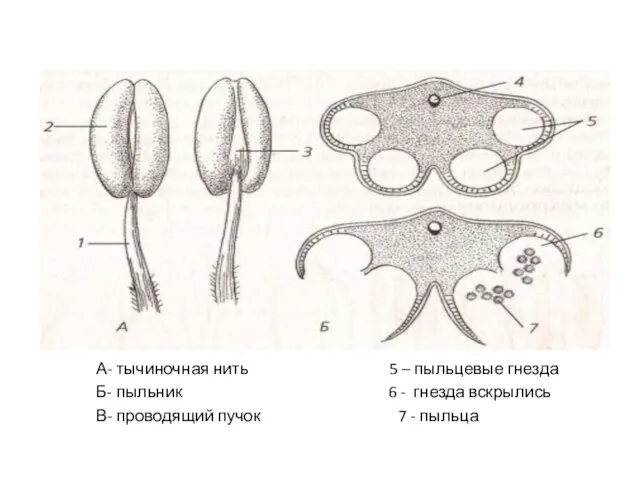 А- тычиночная нить 5 – пыльцевые гнезда Б- пыльник 6 - гнезда