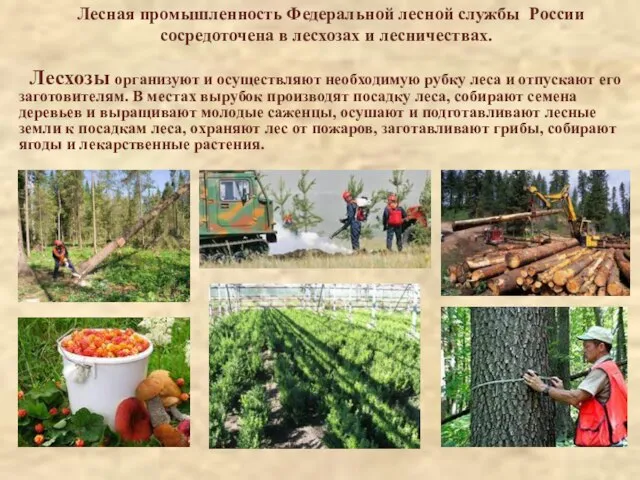 Лесная промышленность Федеральной лесной службы России сосредоточена в лесхозах и лесничествах. Лесхозы